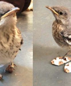 Okaleczony ptaszek otrzymuje malutkie buty, by znów chodzić