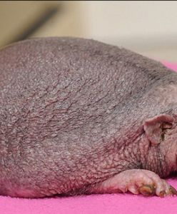 Na świat przyszedł jeż bez kolców