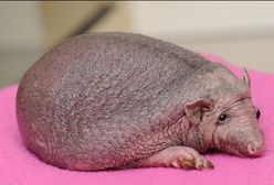 Na świat przyszedł jeż bez kolców