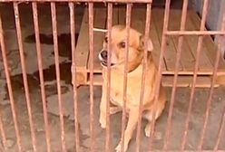 Psa i jego właściciela brutalnie rozdzielił los. Mężczyzna trafił do Domu Pomocy Społecznej, a jego pies do schroniska