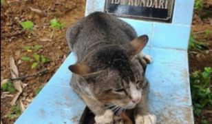 Kot spędził rok przy grobie swojego właściciela