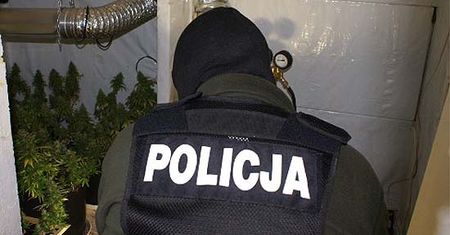 Policjanci zlikwidowali plantację marihuany