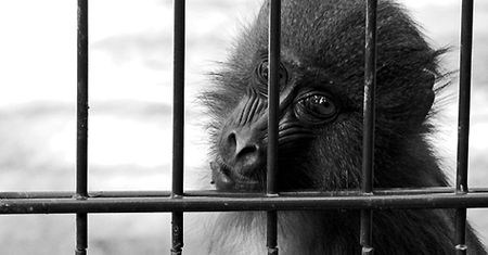 Zwierzaki z oliwskiego zoo