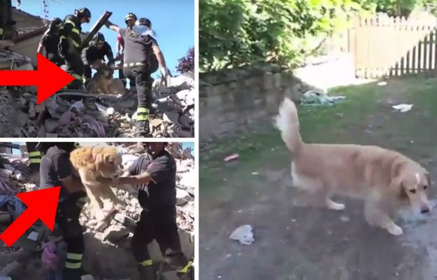 Pies uratowany 9 dni po trzęsieniu ziemi we Włoszech