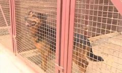 Te psy przez 10 lat służyły ludziom. Gdy stały się niepotrzebne, oddali je do schroniska