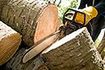 NSA: drzew, które uszkodziła wichura, nie można wyciąć bez pozwolenia