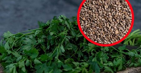 Uznana za najbardziej trującą roślinę. Polacy ją uwielbiają