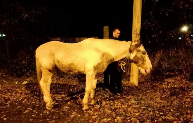 Szczecin: Nietypowa interwencja. Policjanci natknęli się na spacerującego konia