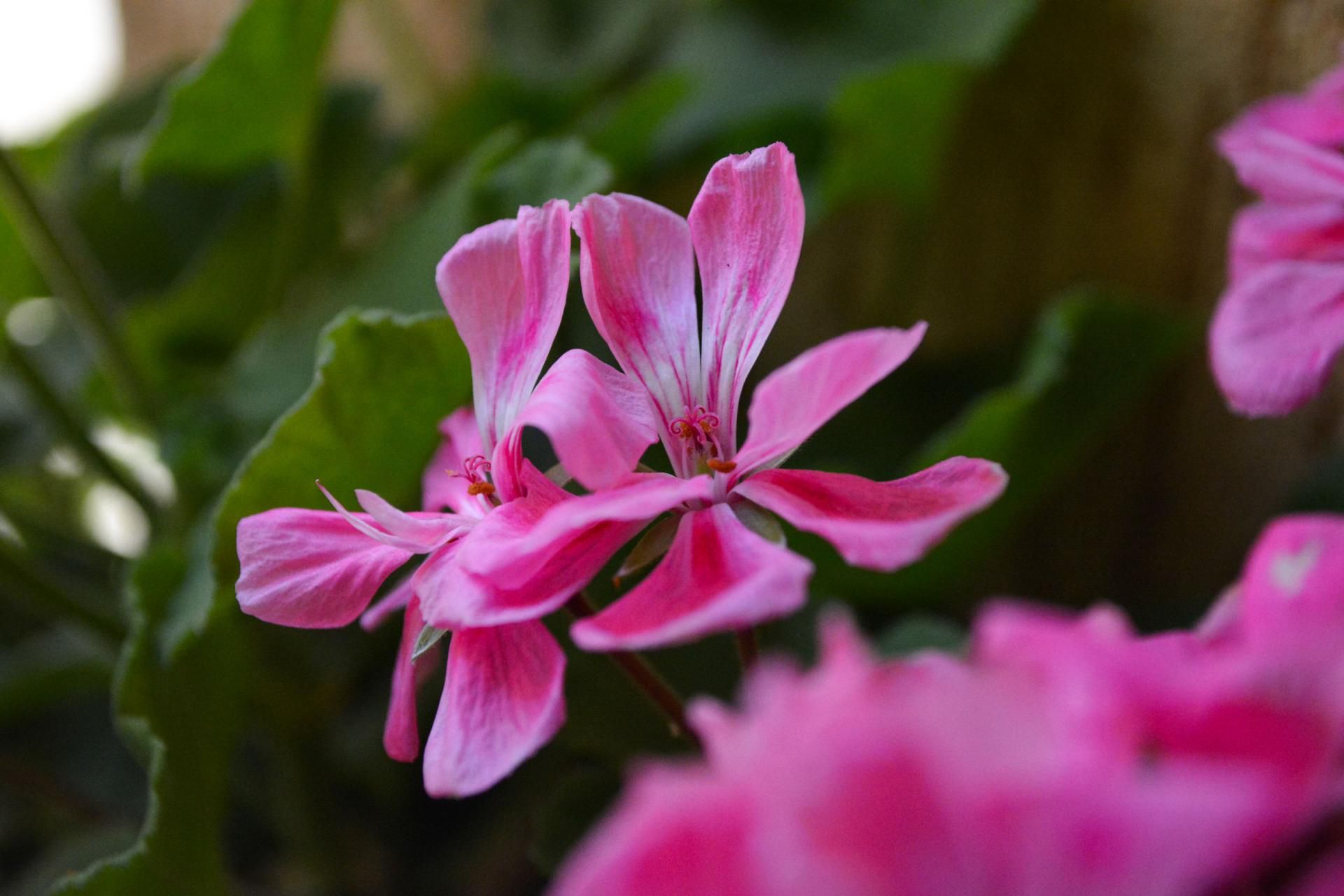 Różowa pelargonia