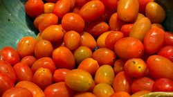 Czy warto płacić więcej za pomidorki koktajlowe?