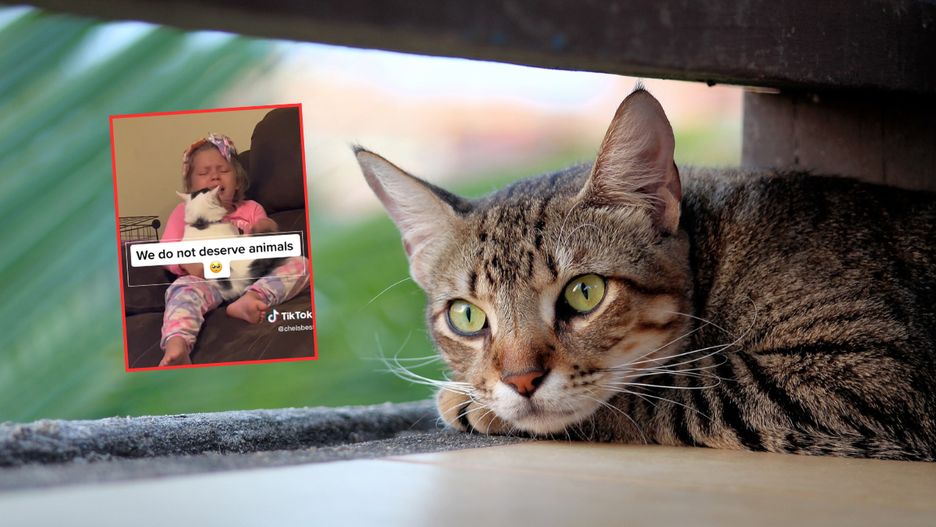 Niezwykła więź pomiędzy kilkuletnią dziewczynką i kotem