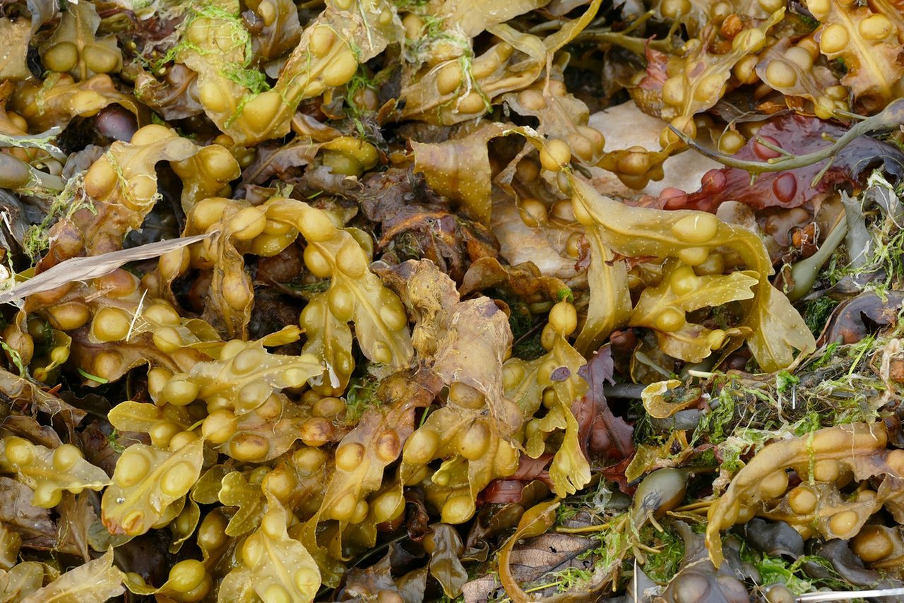 Morszczyn pęcherzykowaty – właściwości, działanie i przeciwwskazania