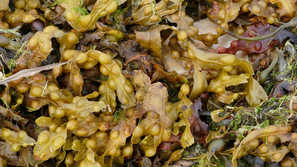 Morszczyn pęcherzykowaty to glon leczniczy wykorzystywany w medycynie naturalnej