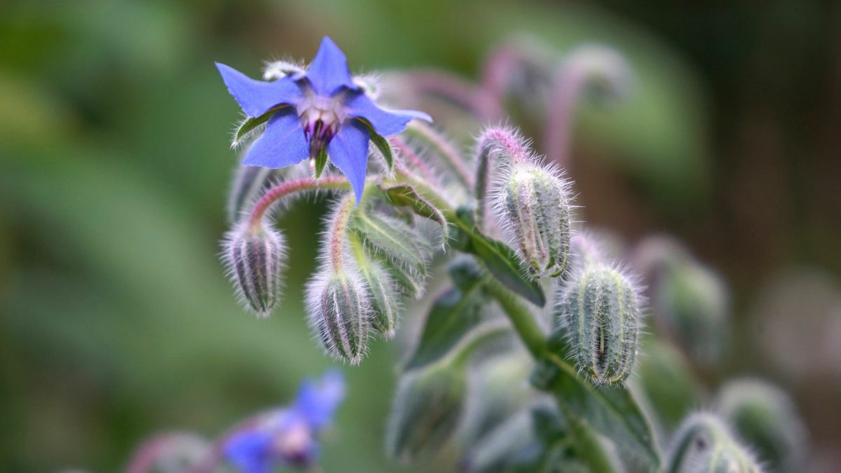 Ogórecznik to roślina ozdobna, lecznicza, przyprawowa oraz miododajna.