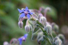 Ogórecznik – wygląd, właściwości, działanie i zastosowanie