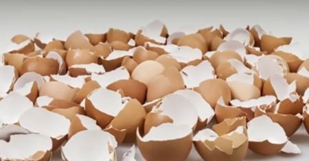 Dlaczego warto nie wyrzucać skorupek jaj? (WIDEO)