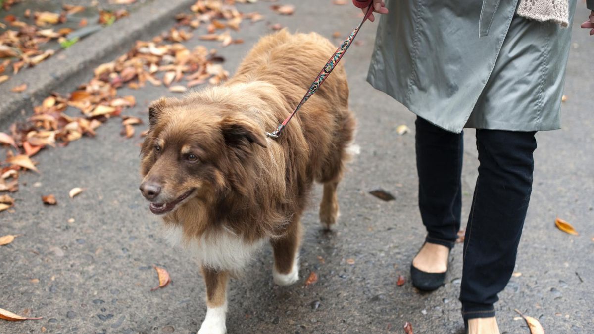 Spacer z psem może skończyć się urazem