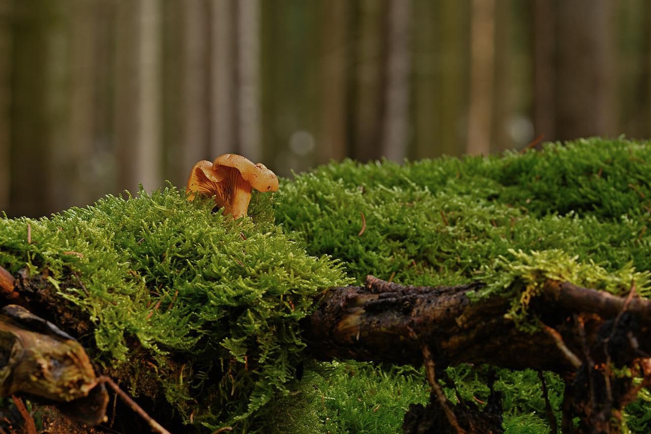 Kurka w lesie - Pyszności; Foto: Pixabay.com