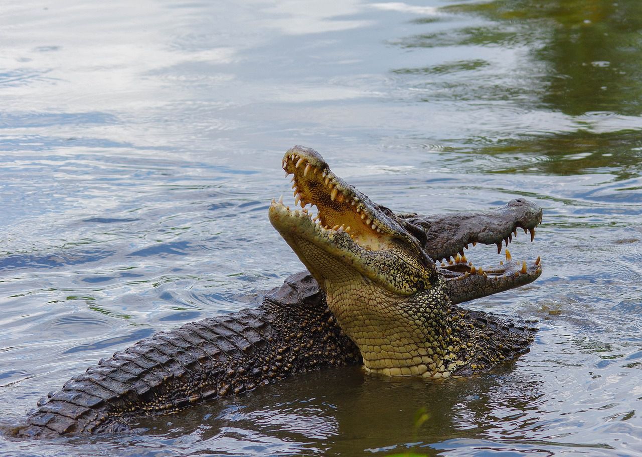 Krew krokodyla składnikiem eliksiru młodości (fot. Pixabay)