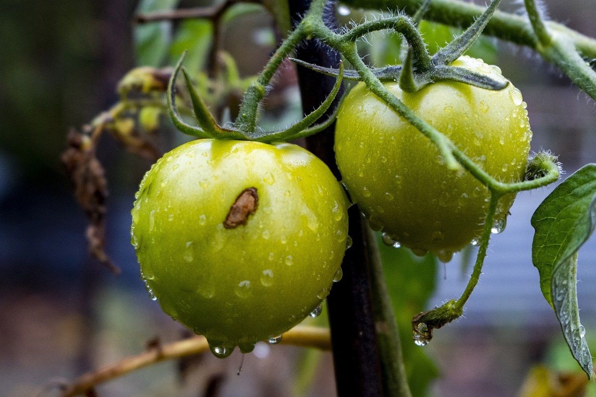 Zaraza ziemniaczana na pomidorach rozwija się błyskawicznie. Fot. Freepik