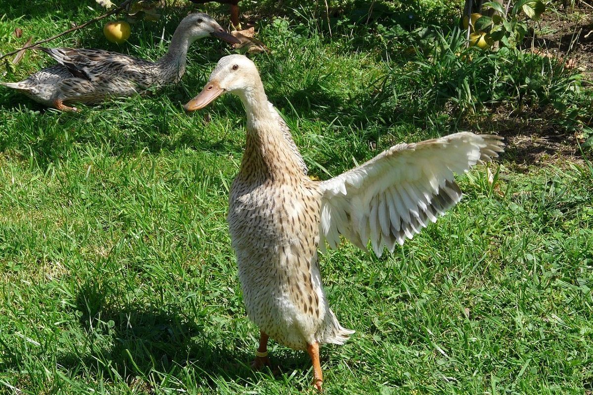 Jak pozbyć się ślimaków z ogrodu? Zaproś do ogrodu takie kaczki! Fot. Freepik