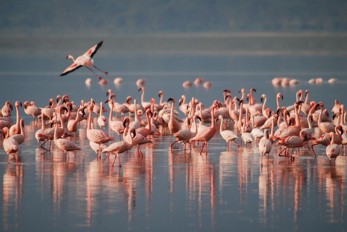 Dlaczego flamingi są różowe? Fot. Pixabay