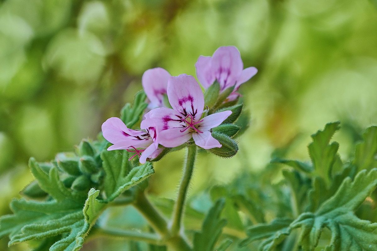 Jak dbać o pelargonię pachnącą? Fot. Freepik