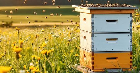 Kradzież w pasiece. Zniknęły ule z półtora miliona pszczół