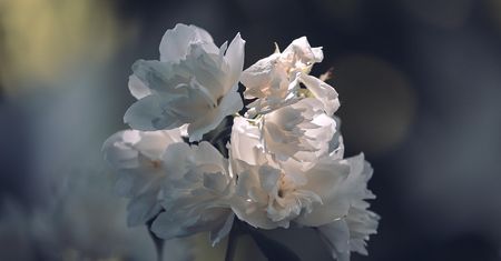 Luksusowe perfumy podszyte cierpieniem. Praca dzieci w Egipskich plantacjach jaśminu