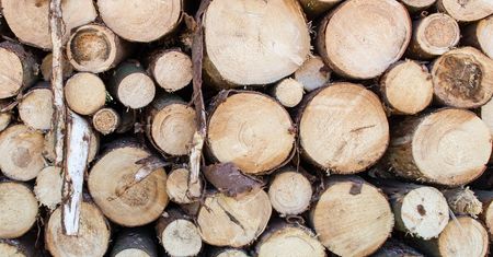 Greenpeace: Prawie 6 tys. ciężarówek pełnych drzew wyjeżdża codziennie z polskich lasów. Wycinki trwają tam, gdzie nie wolno