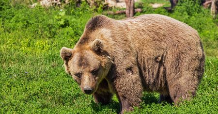 Groźne spotkanie z niedźwiedzicą: Grzybiarz zaatakowany w słowackim lesie