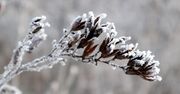Sobota z mrozem i opadami. W górach spadnie nawet w 15 cm śniegu