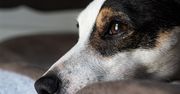 Pies przeżył 10 tygodni w górach Kolorado obok zmarłego właściciela