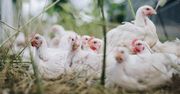 Zielone Fermy Wipasz S.A. odchowują kurczęta bez antybiotyków i GMO