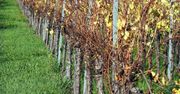 Lubuskie winnice liczą straty po niszczycielskich przymrozkach