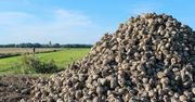 Produkcja cukru pod dużą presją kosztową. Dobre zbiory buraka nie przełożą się na spadek cen