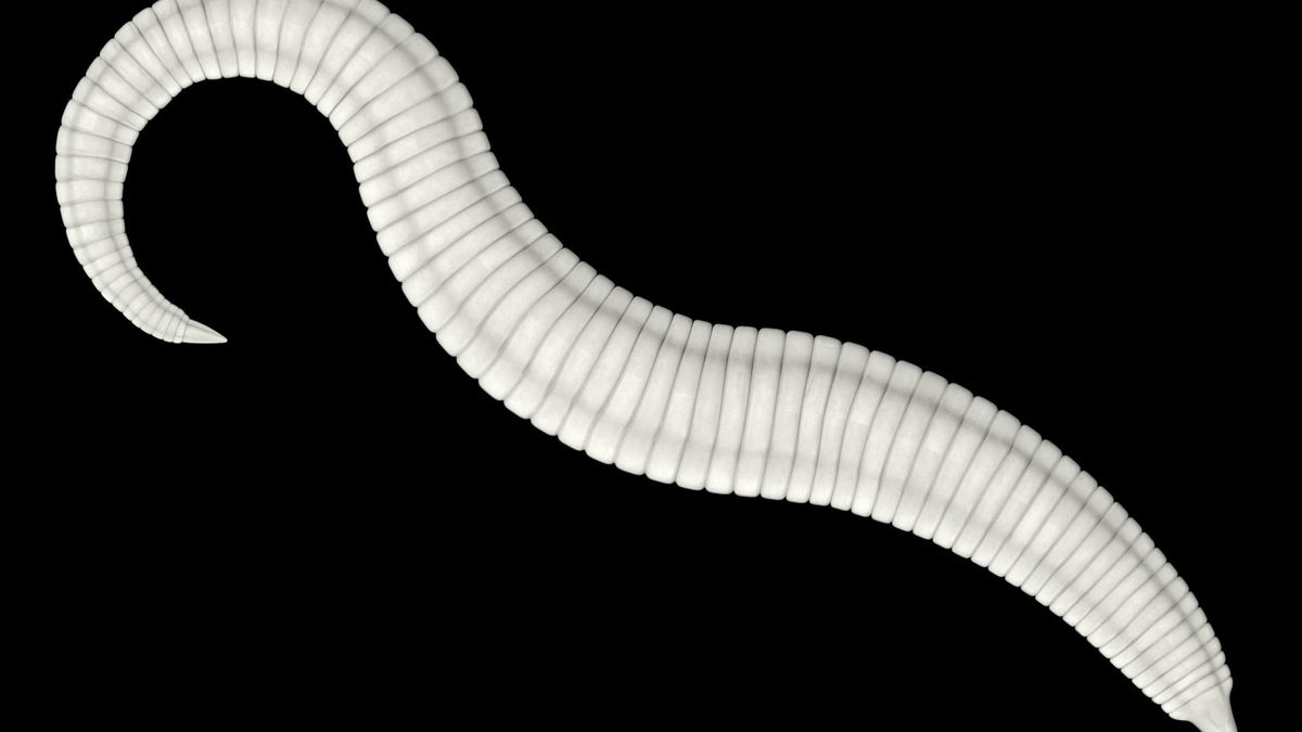 Owsiki - jak wyglądają?