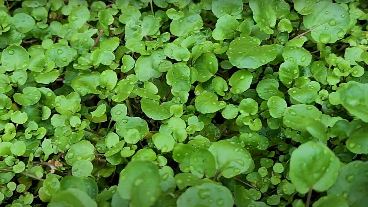 Rukiew wodna zdobyła tytuł jednego z najzdrowszych warzyw liściastych.