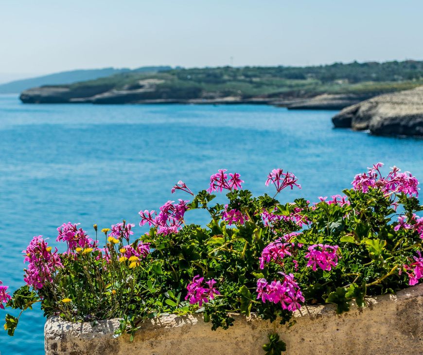 Już w XVI w. pojawiły się pierwsze wzmianki o pelargoniach w Europie