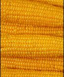 Genetyczna kukurydza robi furorę