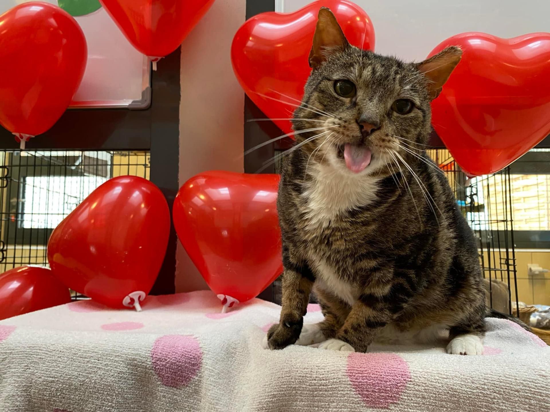 Basza to spokojny i miły koci senior