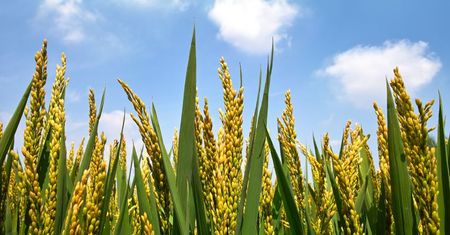 Nie szkalujcie GMO - naukowcy apelują do Greenpeace