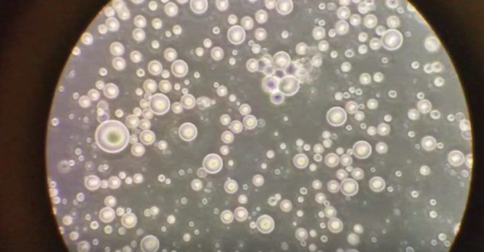 Mleko matki pod mikroskopem