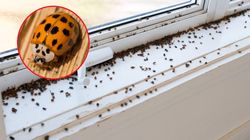 Plaga azjatyckich biedronek w Polsce. Tym kończy się ich ugryzienie