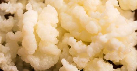 Fermentacja mlekowa - na czym polega, zastosowanie, kwas mlekowy, probiotyki