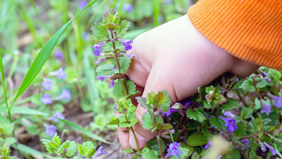 Bluszczyk kurdybanek (Glechoma hederacea). Rośnie dziko i wspomaga trawienie