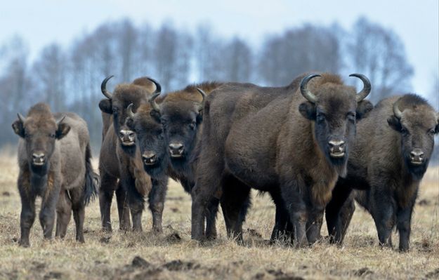 Przełomowe międzynarodowe badania DNA żubra możliwe dzięki Puszczy Białowieskiej