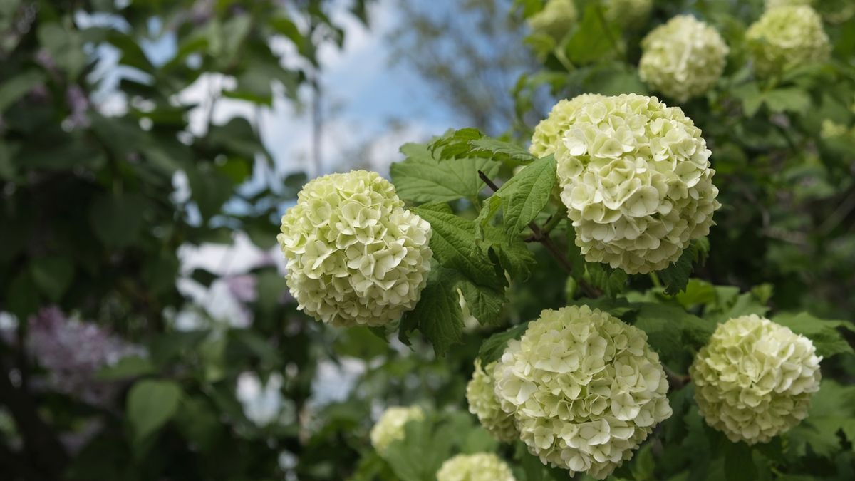 Kalina koralowa wspomaga leczenie bolesnych miesiączek