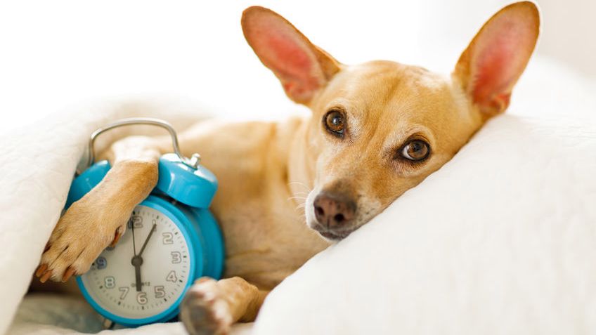 Chronotyp pozwala regulować porę snu i aktywności każdego człowieka i dla wszystkich jest kwestią indywidualną