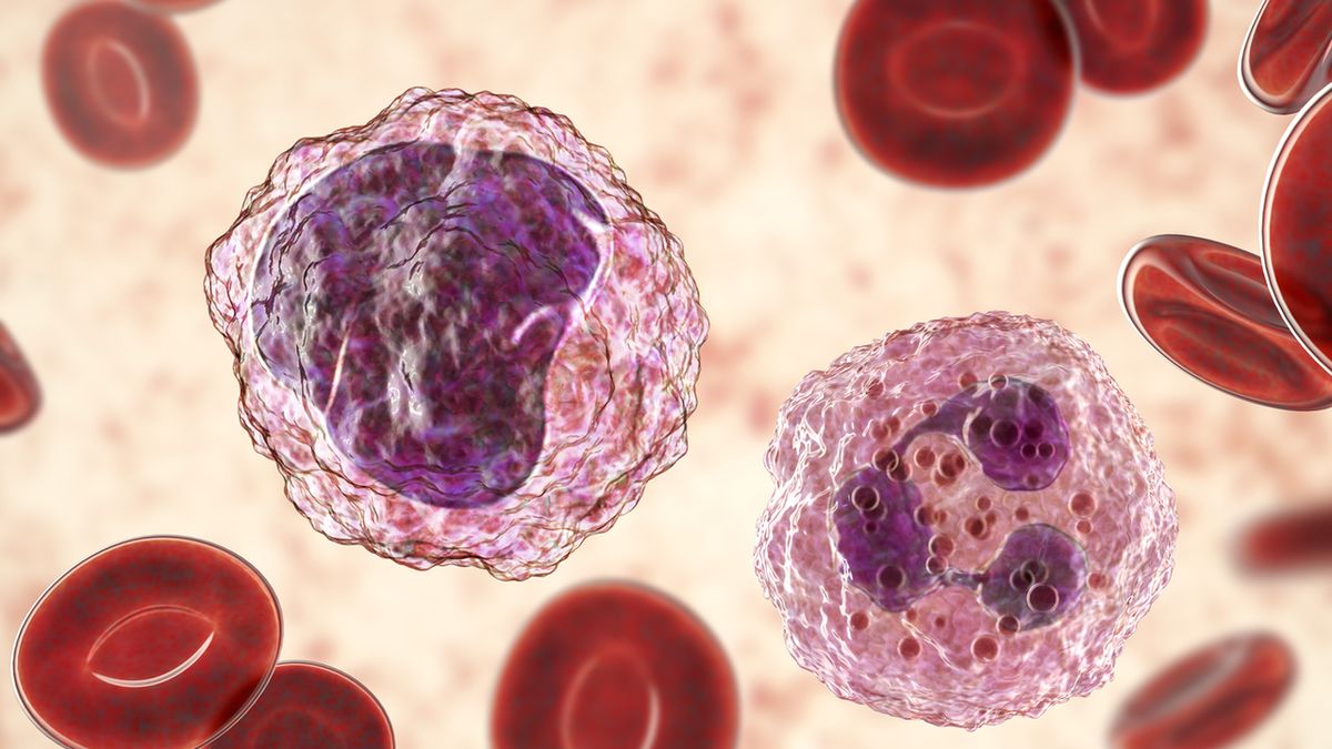 Neutrofile (granulocyty obojętnochłonne) chronią organizm przed drobnoustrojami.